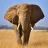 Elephanter1